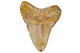 Fossil Megalodon Tooth From Morocco - Rare Location #365198-1